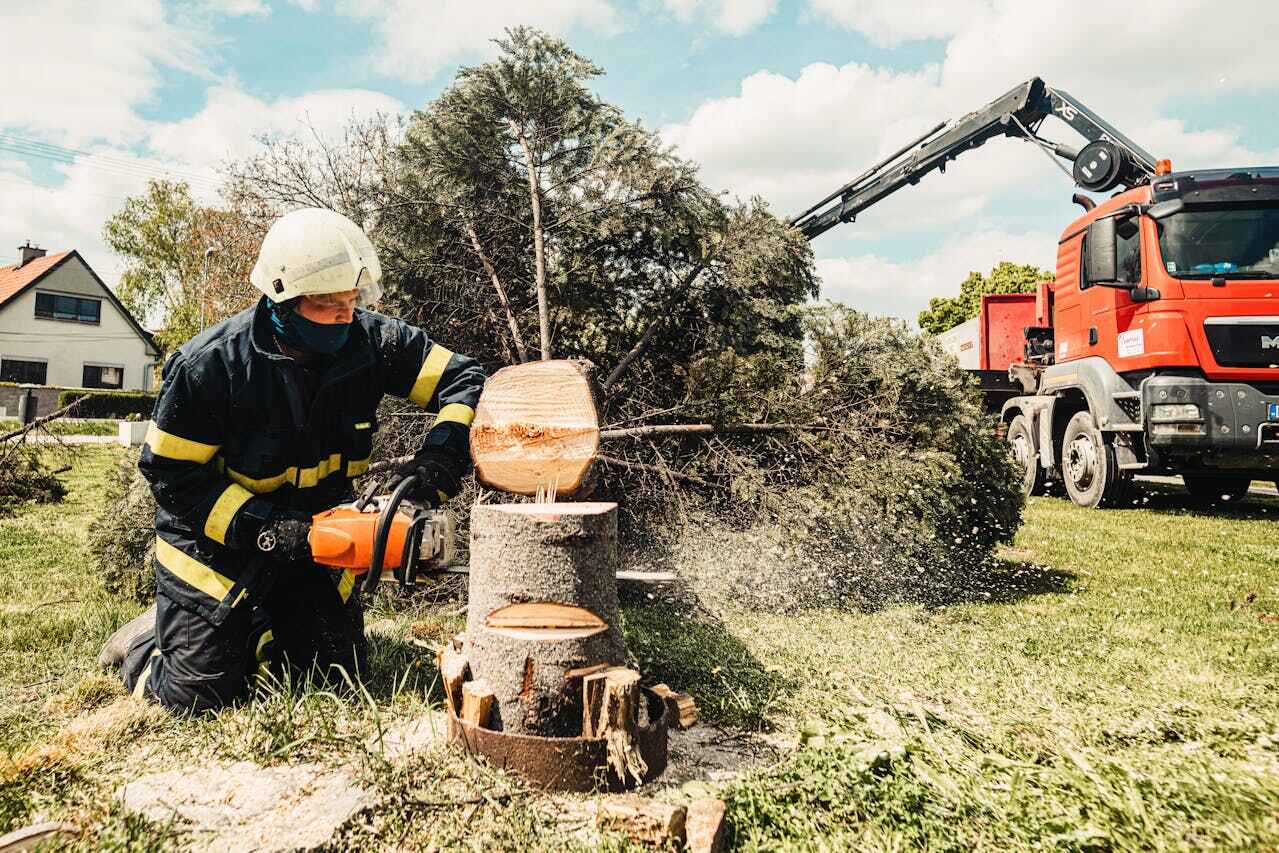 The Steps Involved in Our Tree Care Process in Washington Terrace, UT